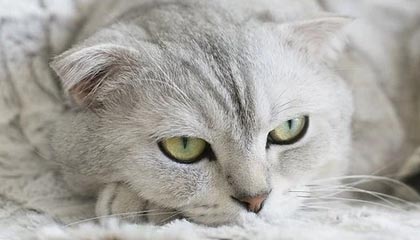 开云APP-英超锋刃出鞘！葡萄牙绝境逢生，C罗任意球绝杀书写关键一胜！